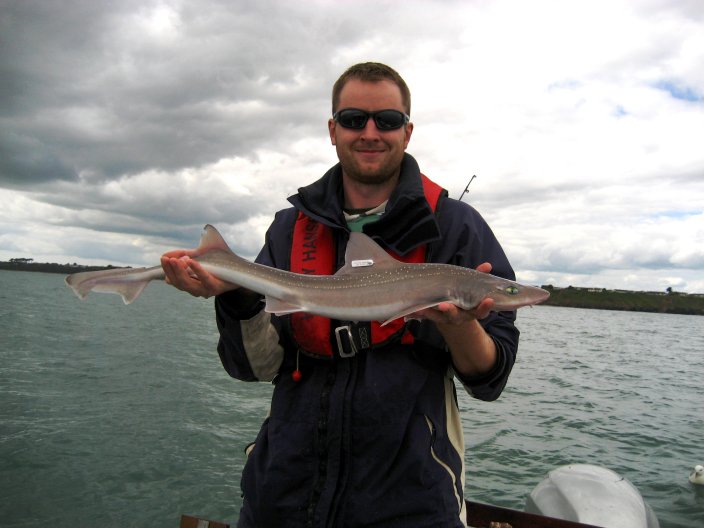 Dr. Ed Farrell Smoothhound Dr. Ed Farrell Smoothhound