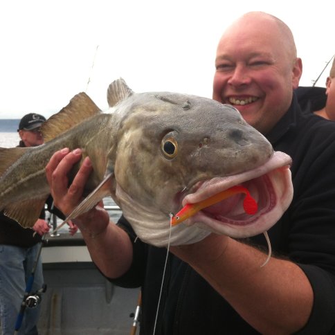 Cod On Shad Cod On Shad